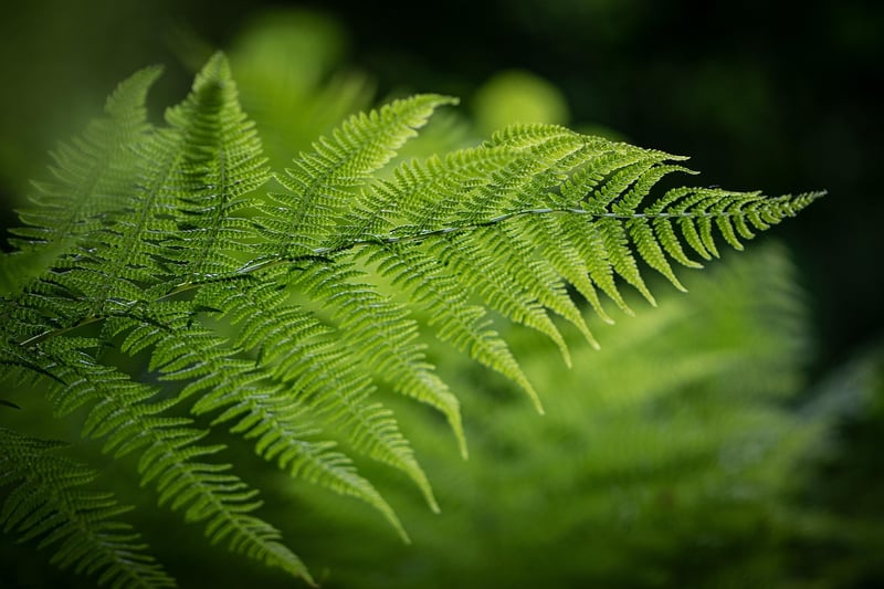 Ferns in partial shade