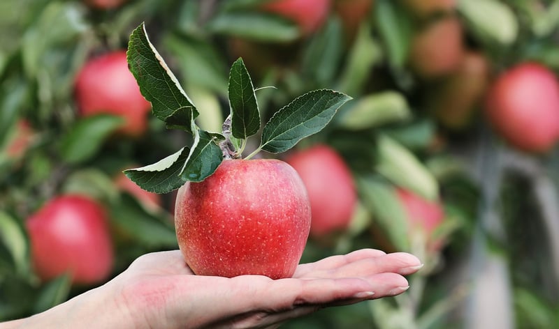 Apple tree