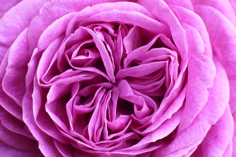 Edible Flowers