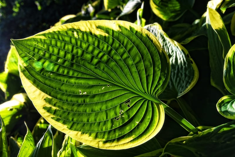 Hostas in full shade