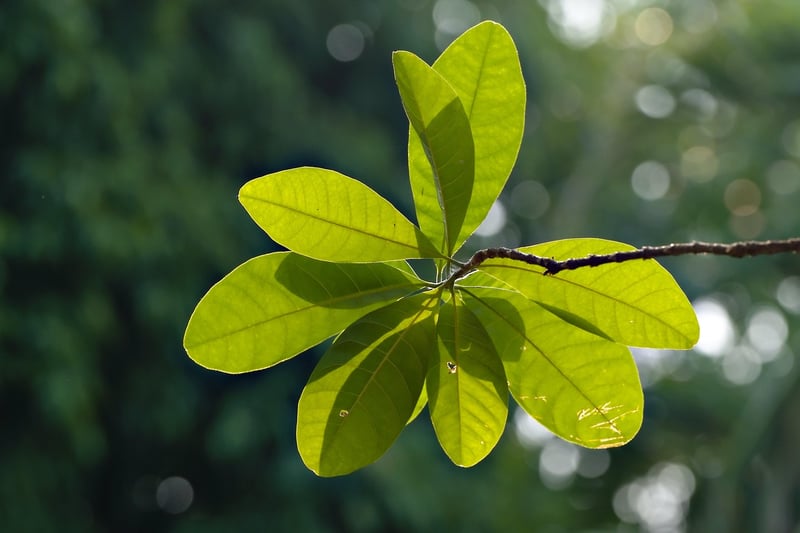 Plant Care